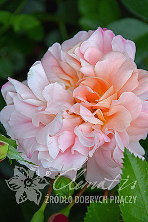 Rosa 'Morgengruss'