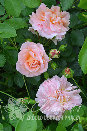 Rosa 'Morgengruss'