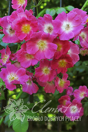 Rosa 'American Pillar'