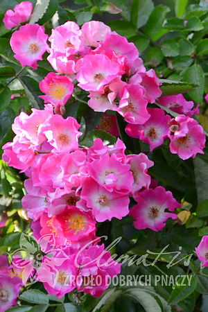 Rosa 'American Pillar'