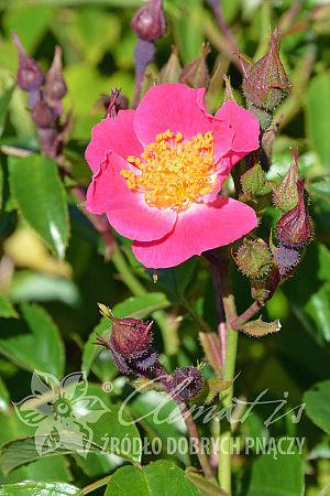 Rosa 'American Pillar'