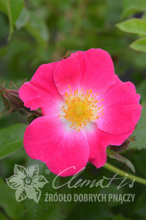 Rosa 'American Pillar'