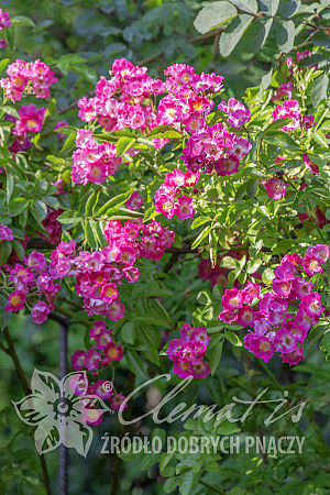 Rosa 'American Pillar'