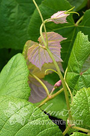 Vitis 'Isabella'