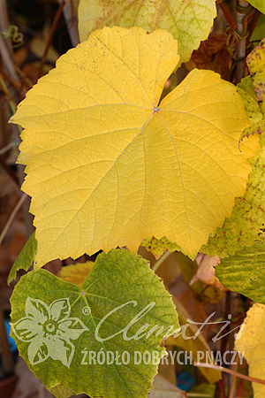 Vitis 'Isabella'