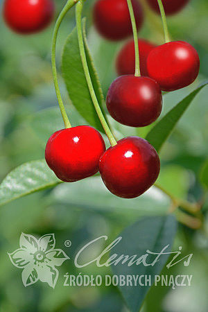 Prunus 'Carmine Jewel'