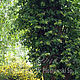 Hydrangea anomala subsp. petiolaris - hortensja pnąca