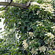 Hydrangea anomala subsp. petiolaris - hortensja pnąca