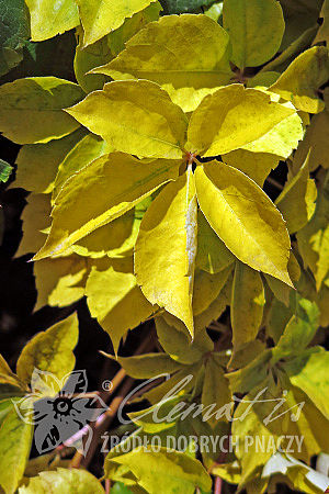 Parthenocissus quinquefolia 'Yellow Wall' PBR