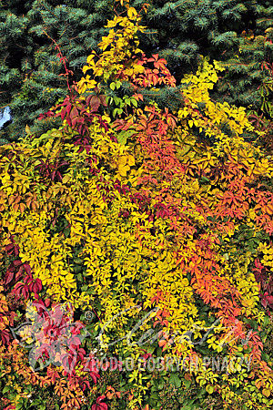 Parthenocissus quinquefolia 'Yellow Wall' PBR