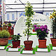 Chelsea Flower Show 2013 - 100th jubilee