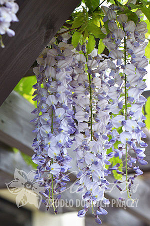 Wisteria sinensis 'Southern Belle'