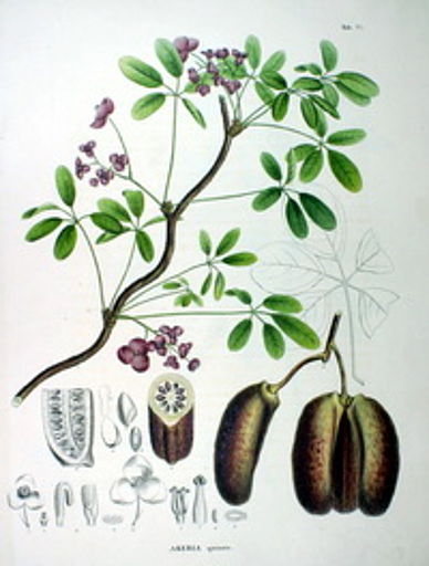Akebia pięciolistkowa (Akebia quinata) Akebia pięciolistkowa (Akebia quinata)