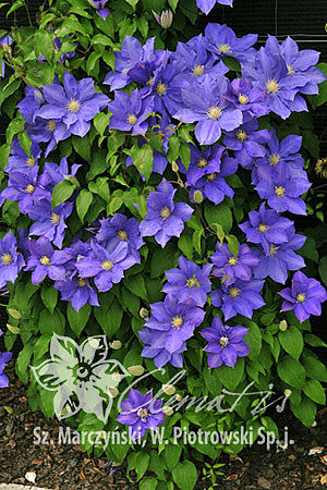 Clematis 'H.F. Young'