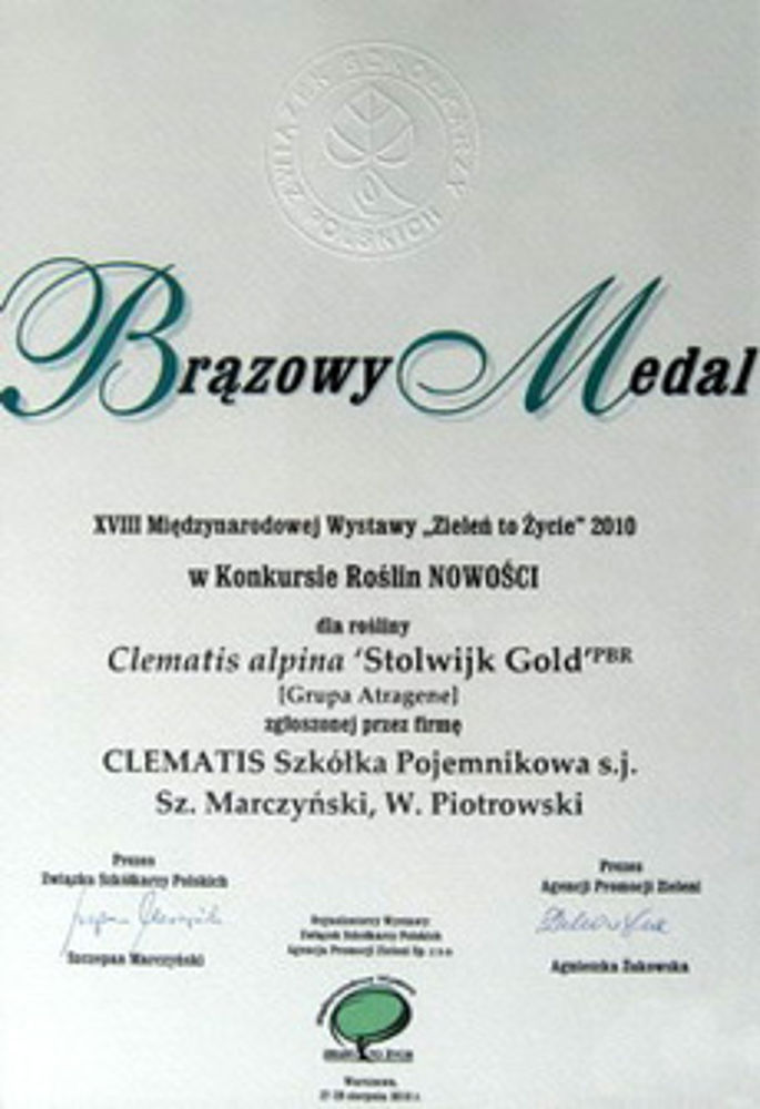Clematis alpina ‘Stolwijk Gold’ PBR – brązowy medal