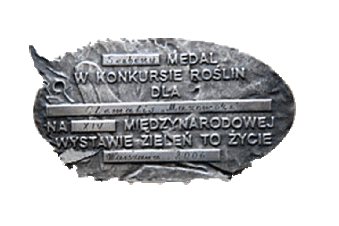 Clematis 'Mazowsze' - srebrny medal