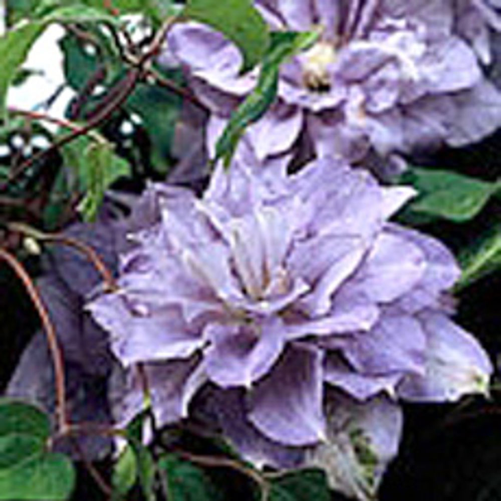 Clematis ‘Mazury’ – silver medal