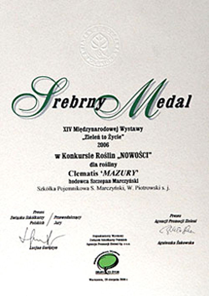 Clematis 'Mazury' - srebrny medal
