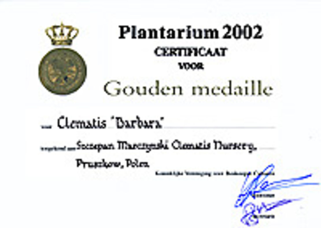 Clematis 'Barbara' - złoty medal