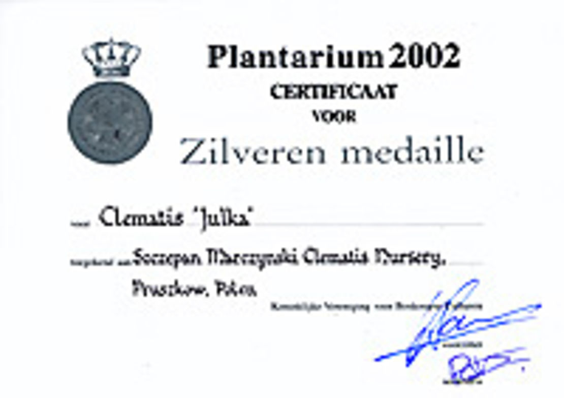 Clematis 'Julka' - srebrny medal