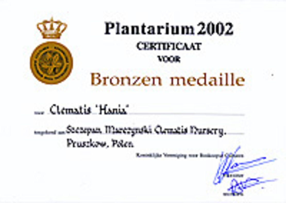 Clematis 'Hania' - brązowy medal