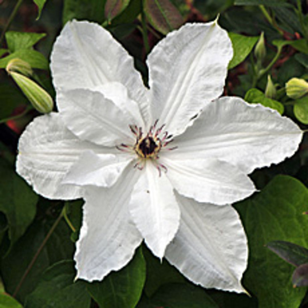 Clematis 'Beautiful Bride' PBR