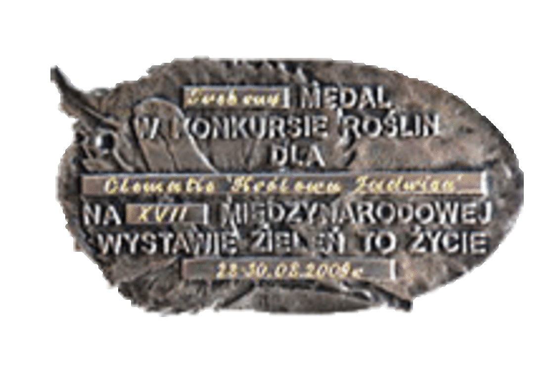 Clematis 'Królowa Jadwiga' - silver medal