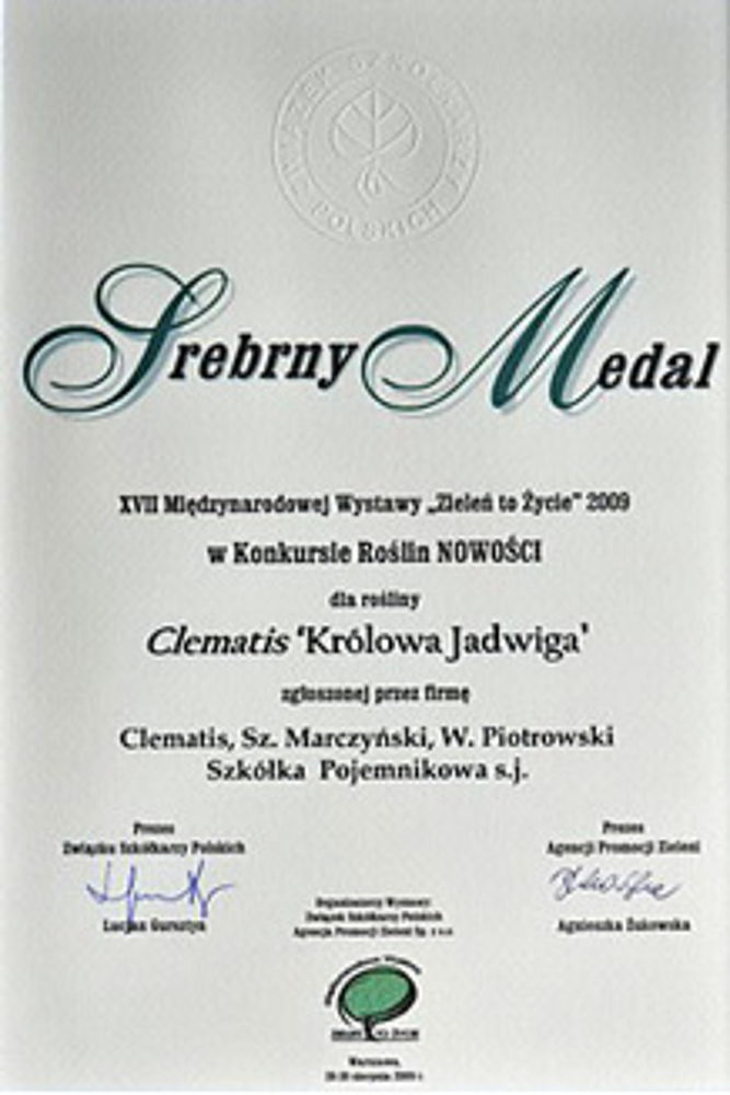 Clematis 'Królowa Jadwiga' - silver medal