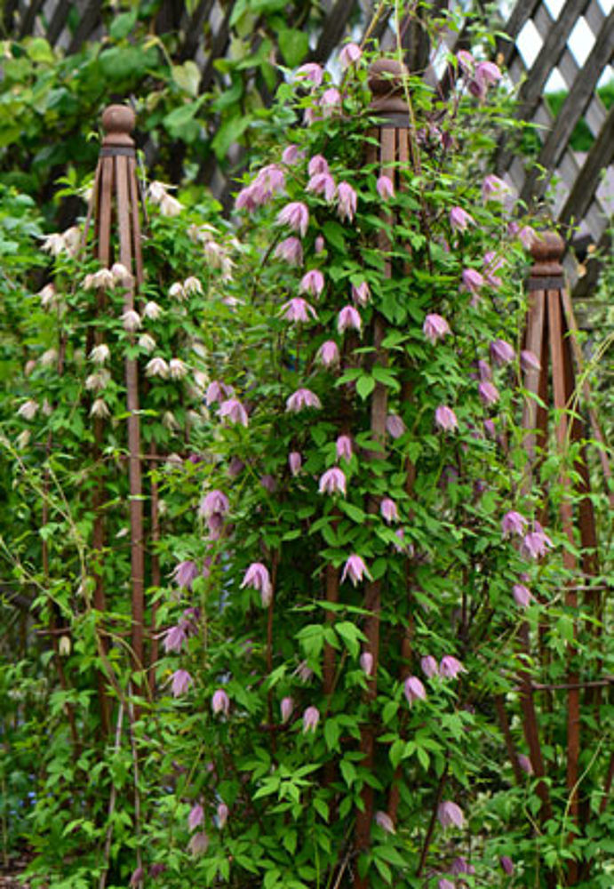 Odmiany z Grupy Atragene o wyjątkowo dużych kwiatach - Clematis 'Pink Swing' PBR i 'Pink Dream' PBR