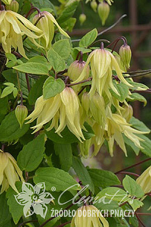 Clematis 'Golden Dream'PBR