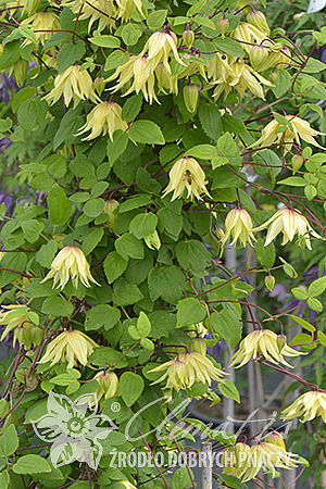 Clematis 'Golden Dream'PBR