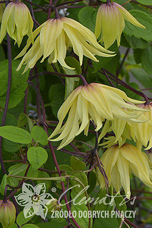 Clematis 'Golden Dream'PBR