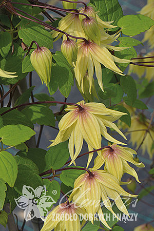 Clematis 'Golden Dream'PBR