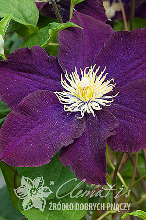 Clematis 'The Heroes of Warsaw'