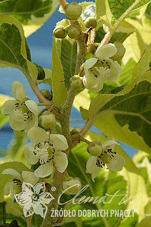 Actinidia arguta HOKEY POKEY®