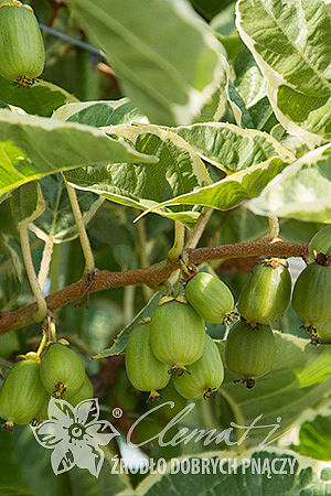 Actinidia arguta HOKEY POKEY®