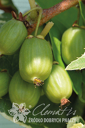 Actinidia arguta HOKEY POKEY®