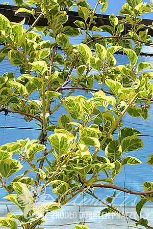 Actinidia arguta HOKEY POKEY®