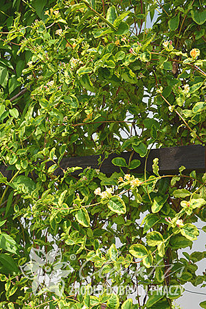 Lonicera japonica 'Kogel-mogel'