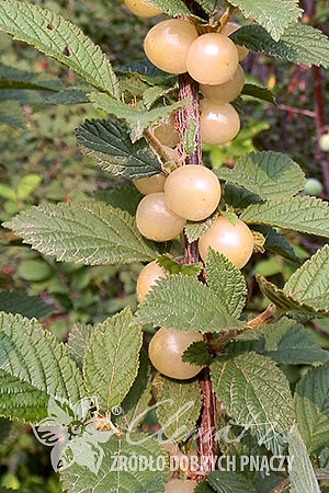 Prunus tomentosa 'Snövit'