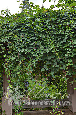 Akebia trifoliata