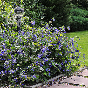 Clematis Powojnik Praecox Clematis Powojnik Praecox