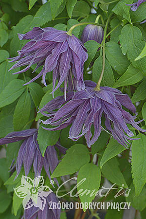 Clematis 'Violet Surprise' PBR