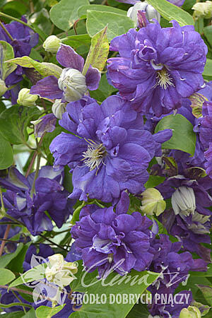 Clematis 'Floral Dance' PBR