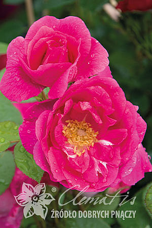 Rosa 'Morden Centennial'