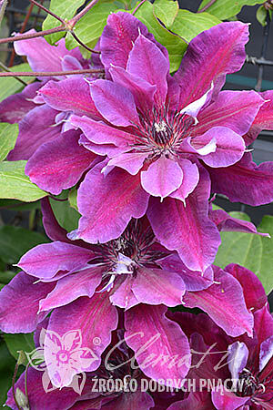 Clematis 'My Beauty'PBR