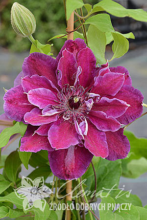 Clematis 'My Beauty'PBR