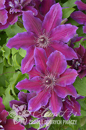 Clematis 'My Beauty'PBR