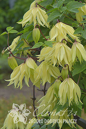 Clematis 'Golden Surprise' PBR