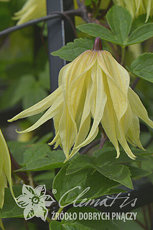 Clematis 'Golden Surprise' PBR